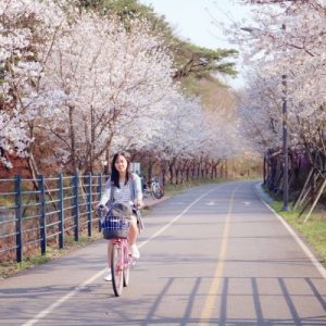Du Lịch Hàn Quốc Mùa Hoa Anh Đào 6 Ngày 5 Đêm