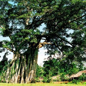 Vĩnh Phúc -  ATK Định Hóa  – Cây Đa Tân Trào – Vĩnh Phúc