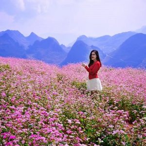 Vĩnh Phúc – Hà Giang – Vĩnh Phúc